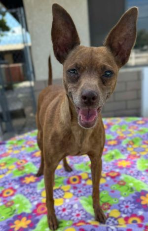 Cinnamon Chihuahua Dog