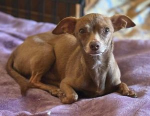 Brownie Chihuahua Dog