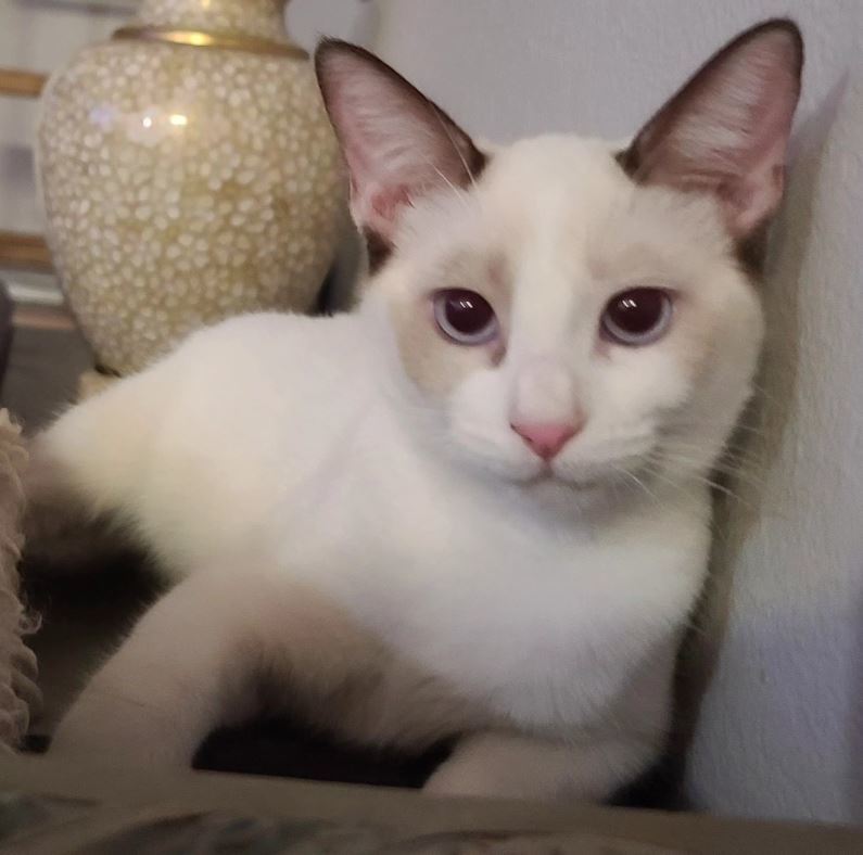 Lola (bonded w/ Chicken Wing), an adoptable Snowshoe in San Jose, CA, 95112 | Photo Image 1