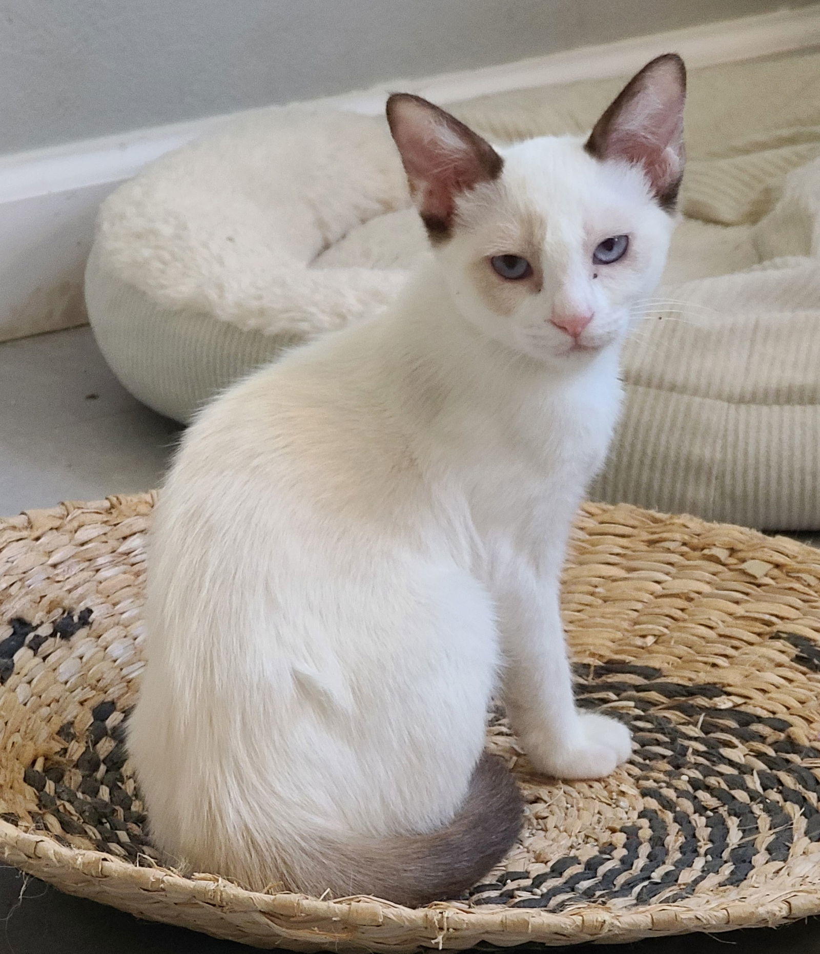 Lola (bonded w/ Chicken Wing), an adoptable Snowshoe in San Jose, CA, 95112 | Photo Image 2