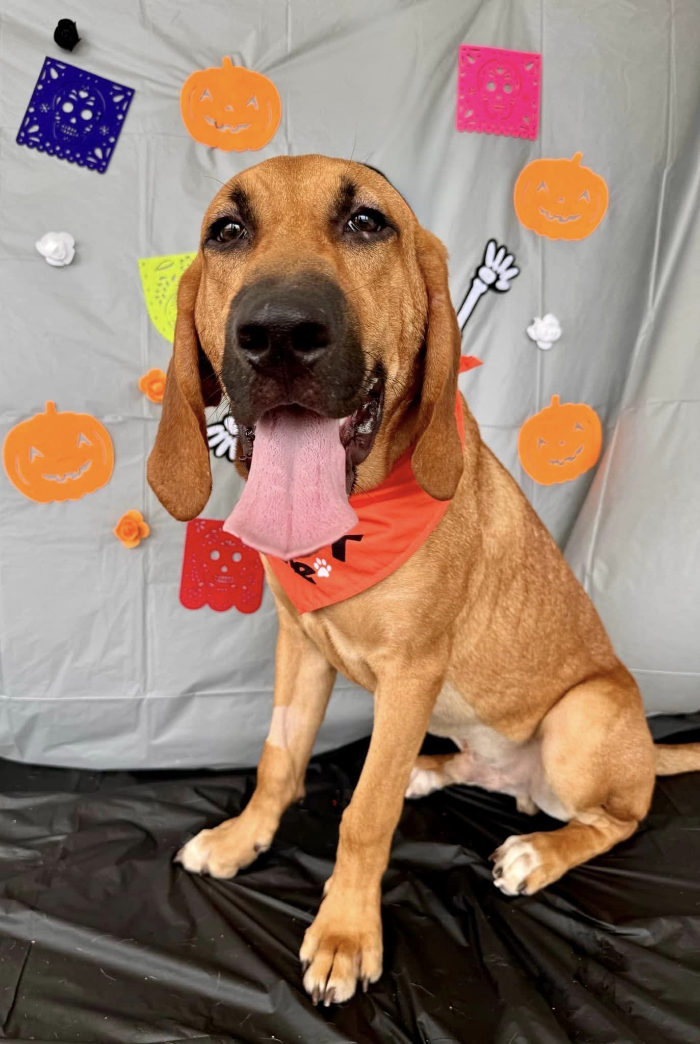 Pitch, an adoptable Bloodhound in Glen St Mary, FL, 32040 | Photo Image 1