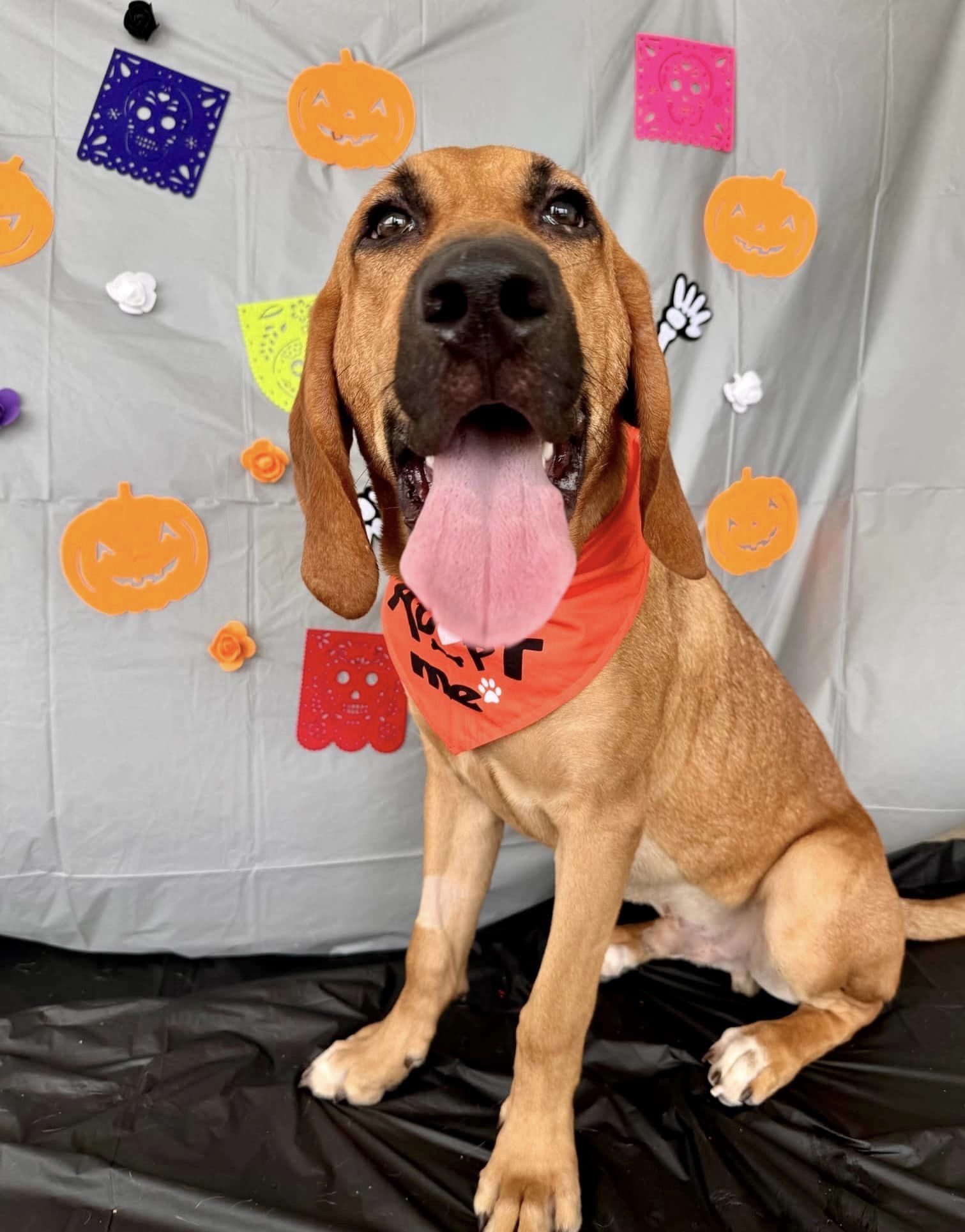 Pitch, an adoptable Bloodhound in Glen St Mary, FL, 32040 | Photo Image 3