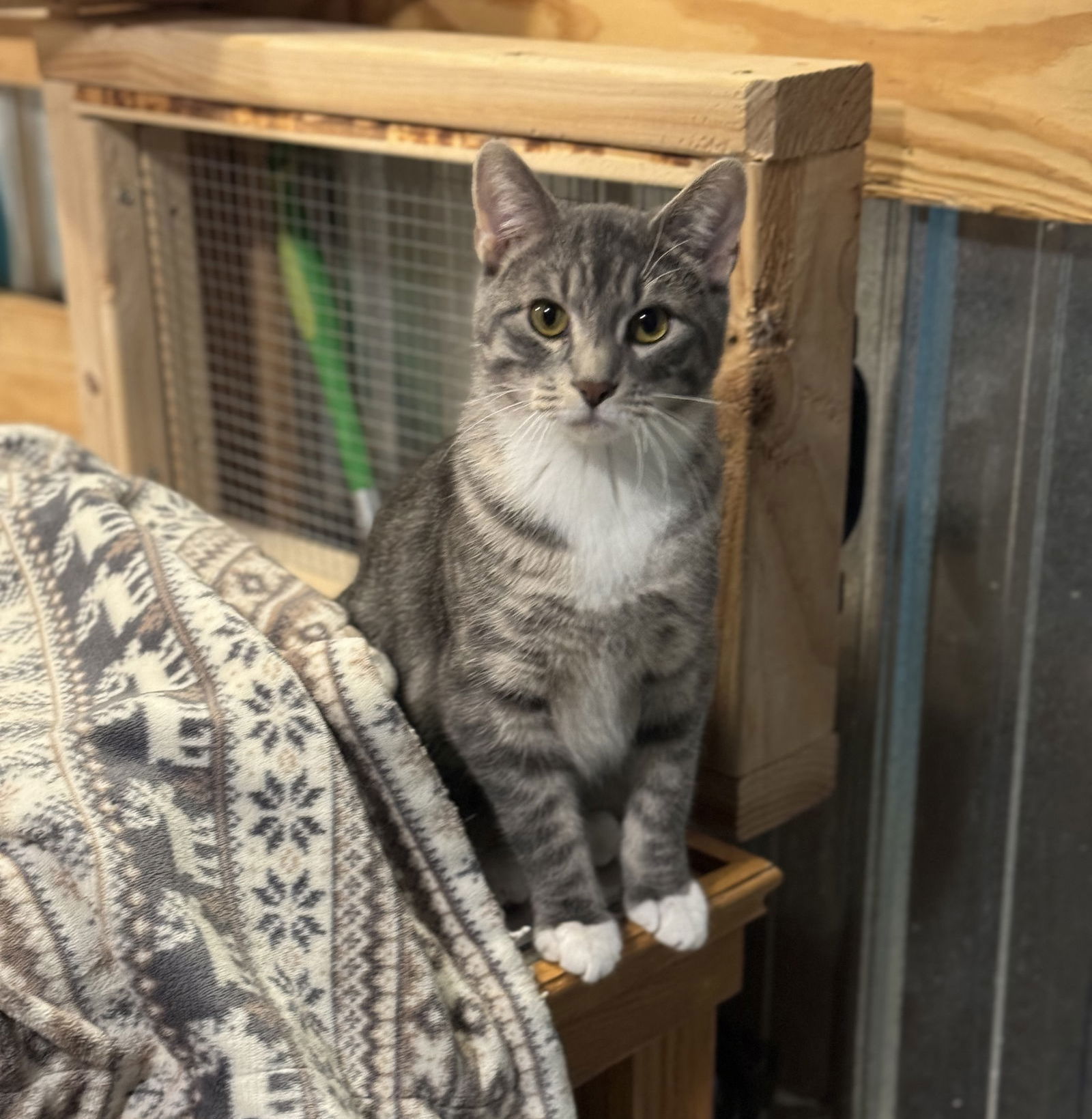 Harry, an adoptable Domestic Short Hair in Princeton, MN, 55371 | Photo Image 1