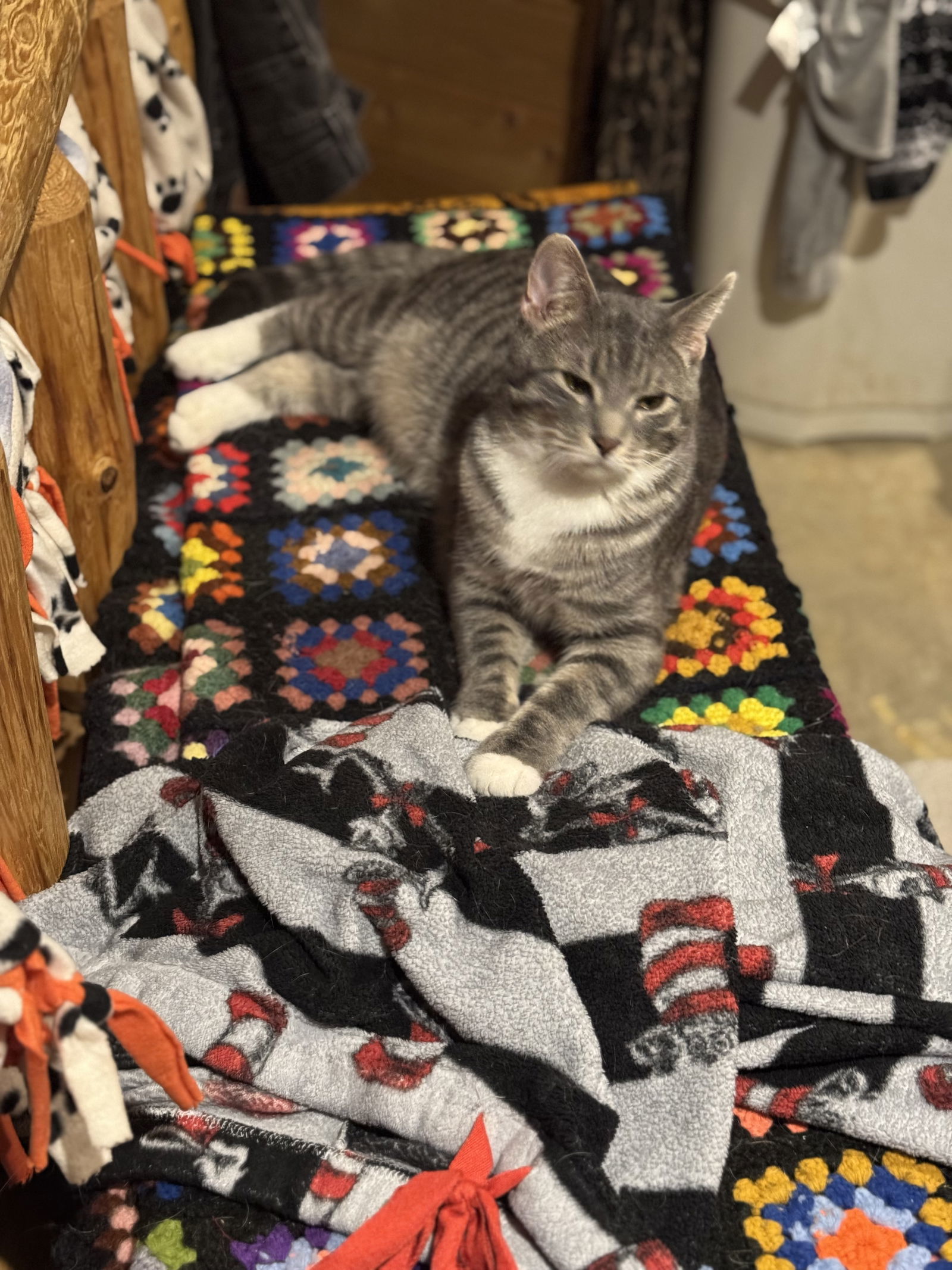 Harry, an adoptable Domestic Short Hair in Princeton, MN, 55371 | Photo Image 2