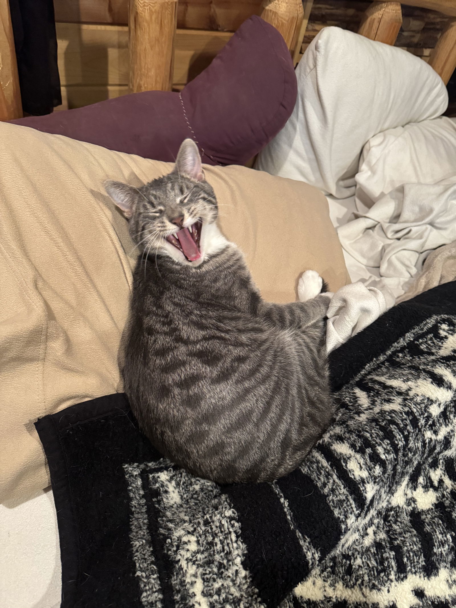 Harry, an adoptable Domestic Short Hair in Princeton, MN, 55371 | Photo Image 2