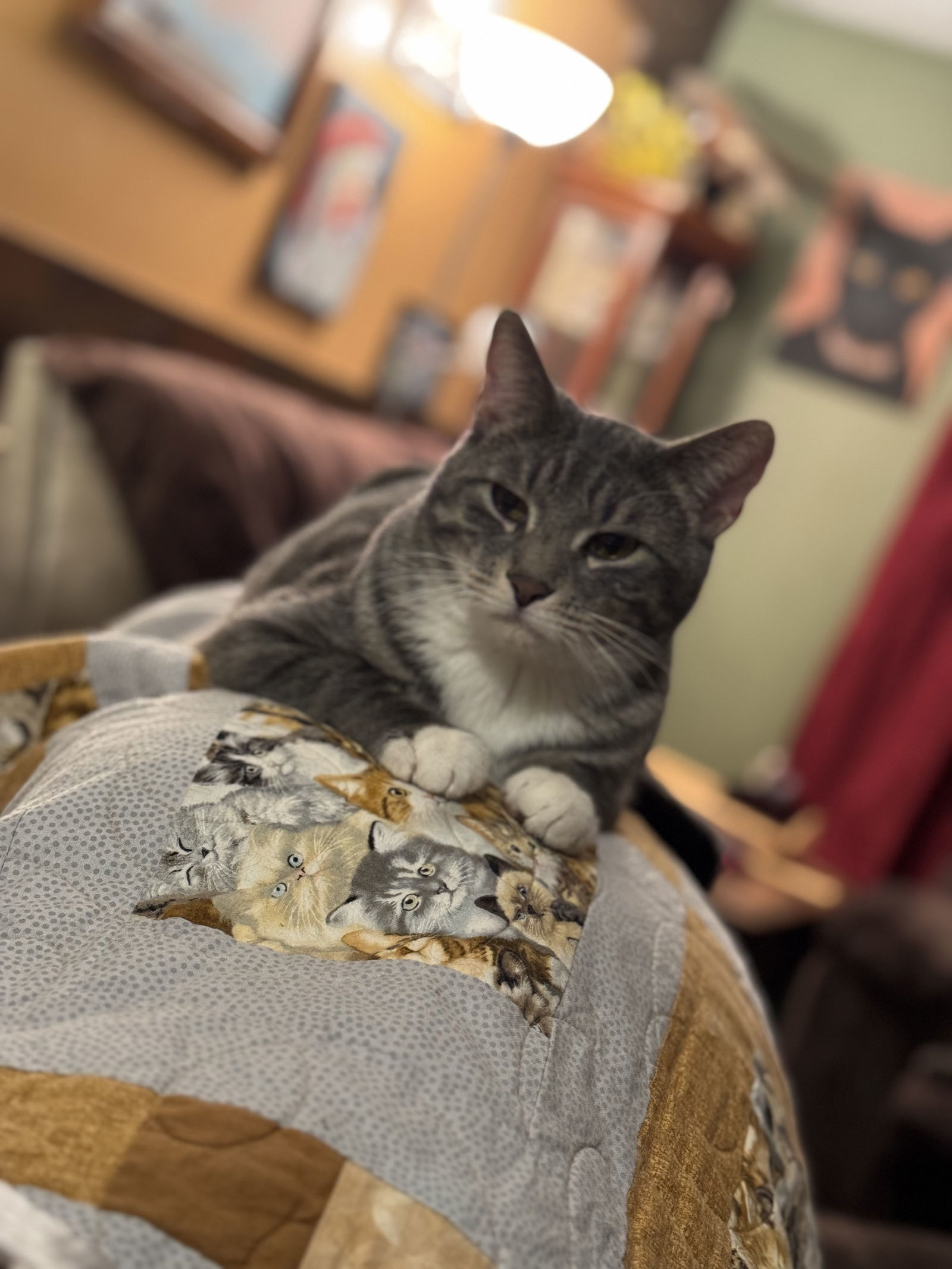 Harry, an adoptable Domestic Short Hair in Princeton, MN, 55371 | Photo Image 3