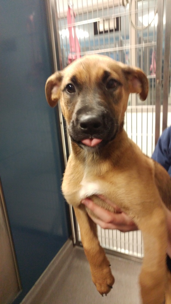 Tuck (y), an adoptable Pit Bull Terrier in Red Deer, AB, T4P 2J1 | Photo Image 1