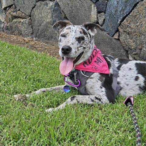 Bubbles, an adoptable Mixed Breed in Kailua Kona, HI, 96740 | Photo Image 1