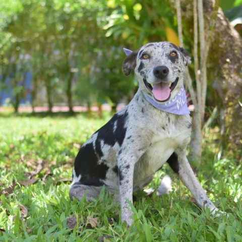 Bubbles, an adoptable Mixed Breed in Kailua Kona, HI, 96740 | Photo Image 2