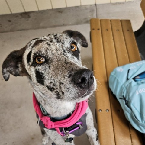 Bubbles, an adoptable Mixed Breed in Kailua Kona, HI, 96740 | Photo Image 4