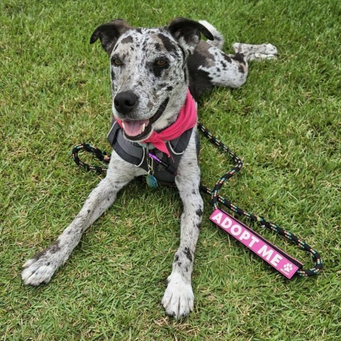 Bubbles, an adoptable Mixed Breed in Kailua Kona, HI, 96740 | Photo Image 5