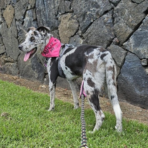 Bubbles, an adoptable Mixed Breed in Kailua Kona, HI, 96740 | Photo Image 6