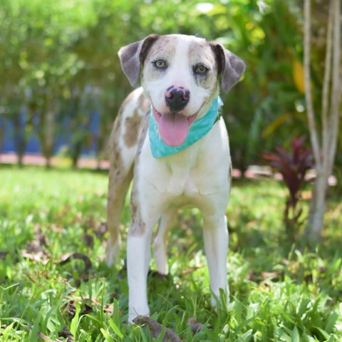 Turtle, an adoptable Mixed Breed in Kailua Kona, HI, 96740 | Photo Image 1