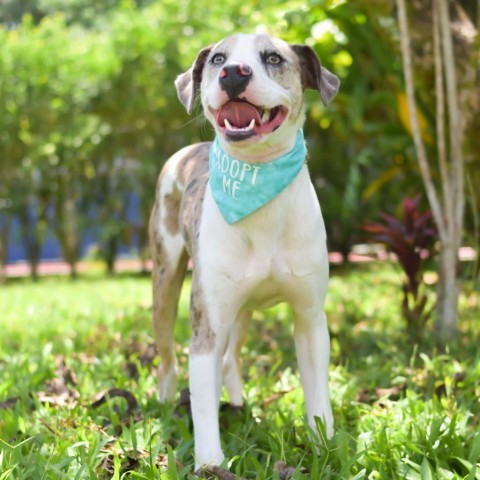 Turtle, an adoptable Mixed Breed in Kailua Kona, HI, 96740 | Photo Image 2