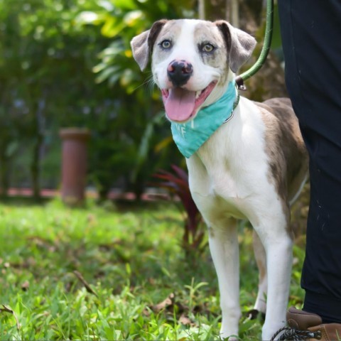 Turtle, an adoptable Mixed Breed in Kailua Kona, HI, 96740 | Photo Image 3