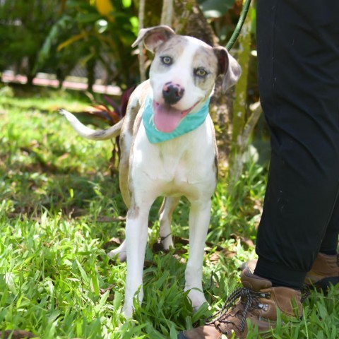 Turtle, an adoptable Mixed Breed in Kailua Kona, HI, 96740 | Photo Image 4