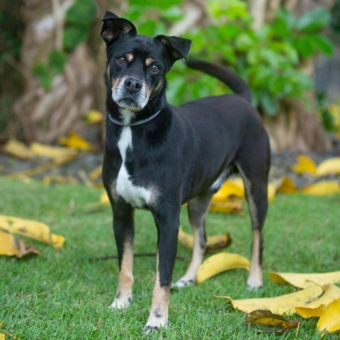 Walter, an adoptable Mixed Breed in Kailua Kona, HI, 96740 | Photo Image 1