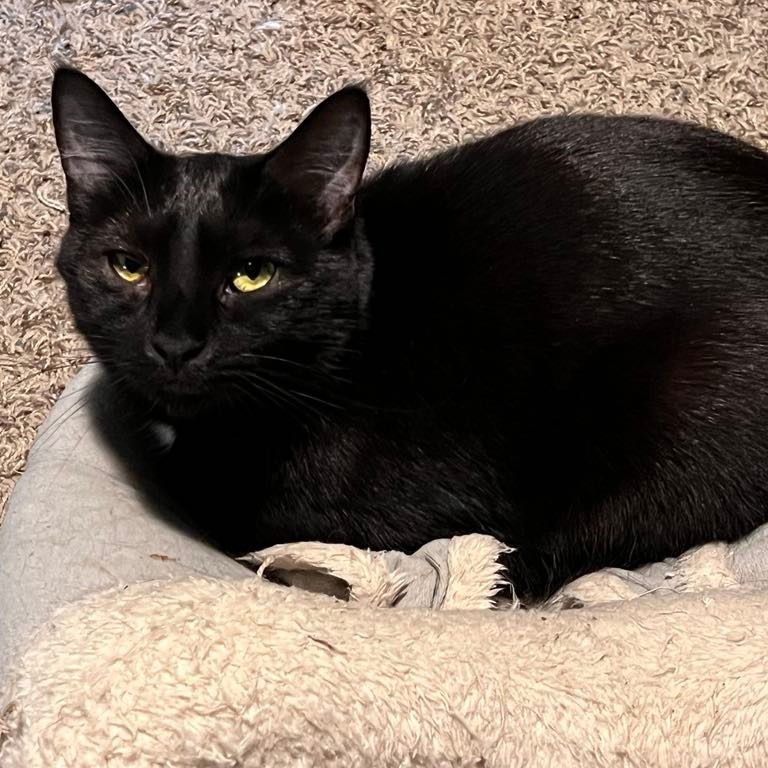 Jack, an adoptable Domestic Short Hair in Union, MO, 63084 | Photo Image 1