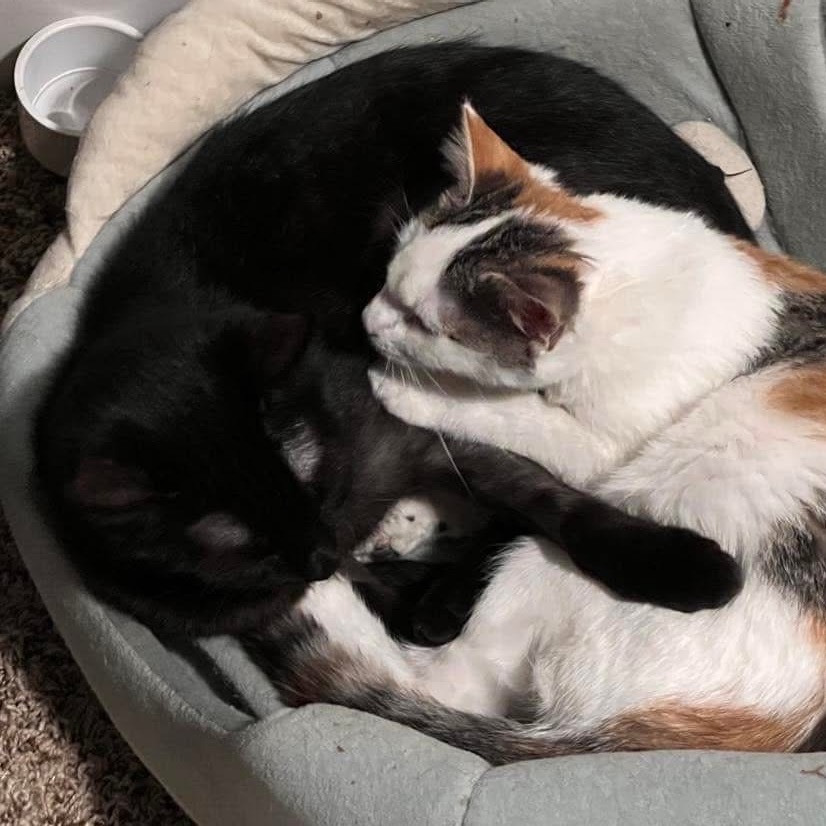 Jack, an adoptable Domestic Short Hair in Union, MO, 63084 | Photo Image 3