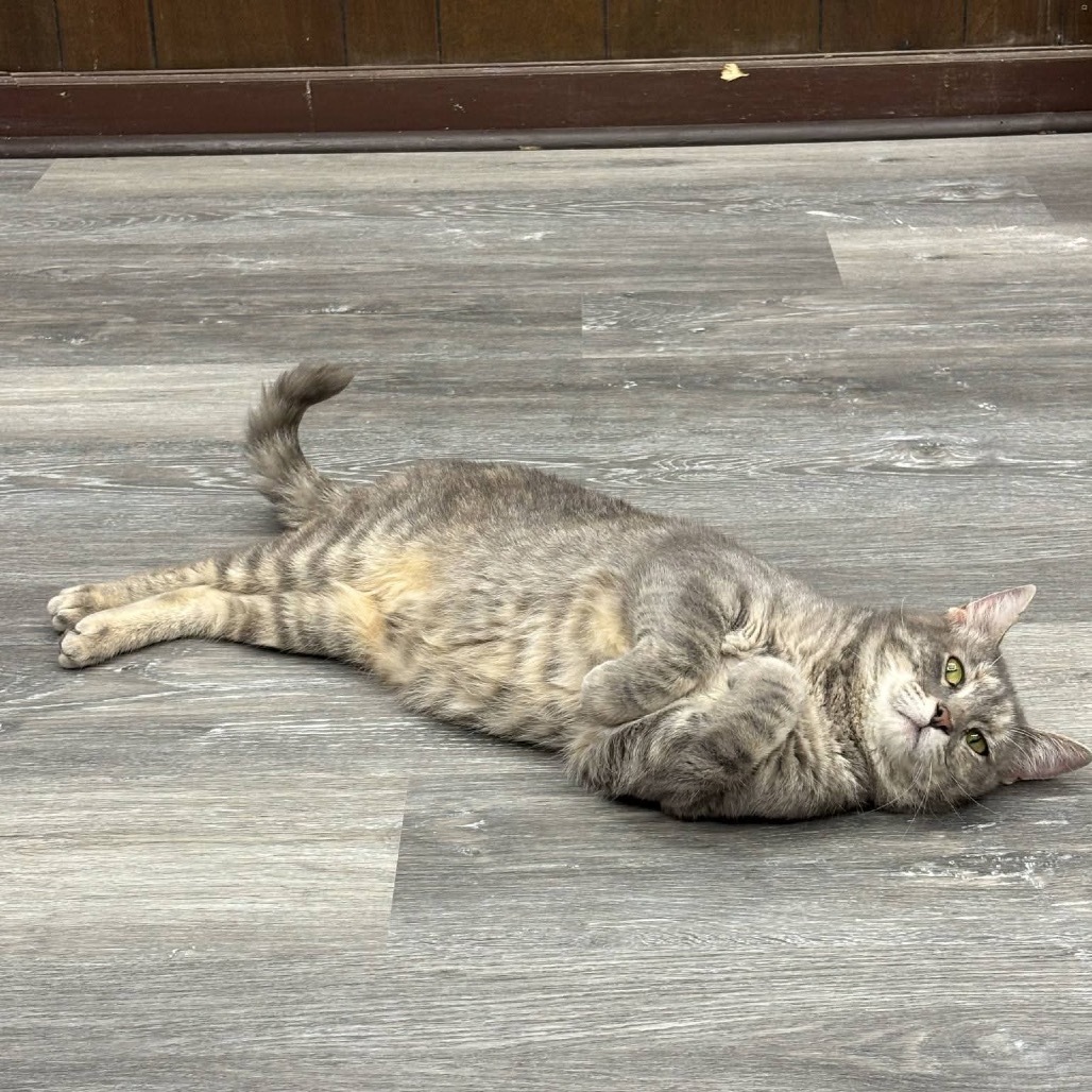 Gamora - SPECIAL NEEDS, an adoptable Domestic Short Hair in Union, MO, 63084 | Photo Image 1