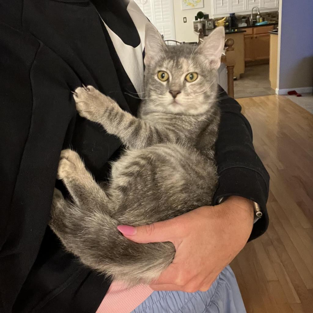 Gamora - SPECIAL NEEDS, an adoptable Domestic Short Hair in Union, MO, 63084 | Photo Image 2