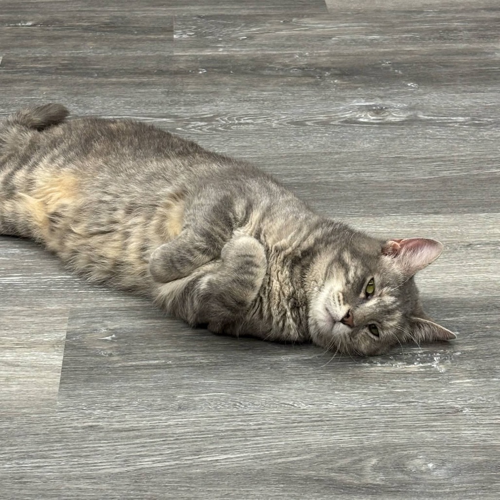 *Gamora - SPECIAL NEEDS *, an adoptable Domestic Short Hair in Union, MO, 63084 | Photo Image 3