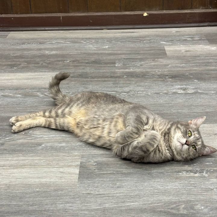 *Gamora - SPECIAL NEEDS * 3