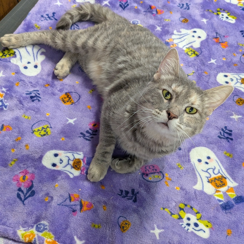 Gamora - SPECIAL NEEDS, an adoptable Domestic Short Hair in Union, MO, 63084 | Photo Image 3