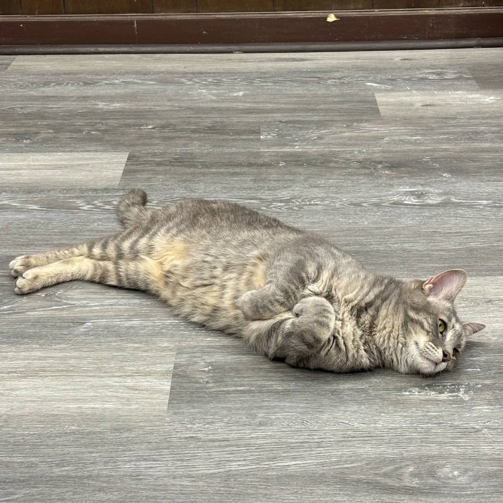 *Gamora - SPECIAL NEEDS *, an adoptable Domestic Short Hair in Union, MO, 63084 | Photo Image 4
