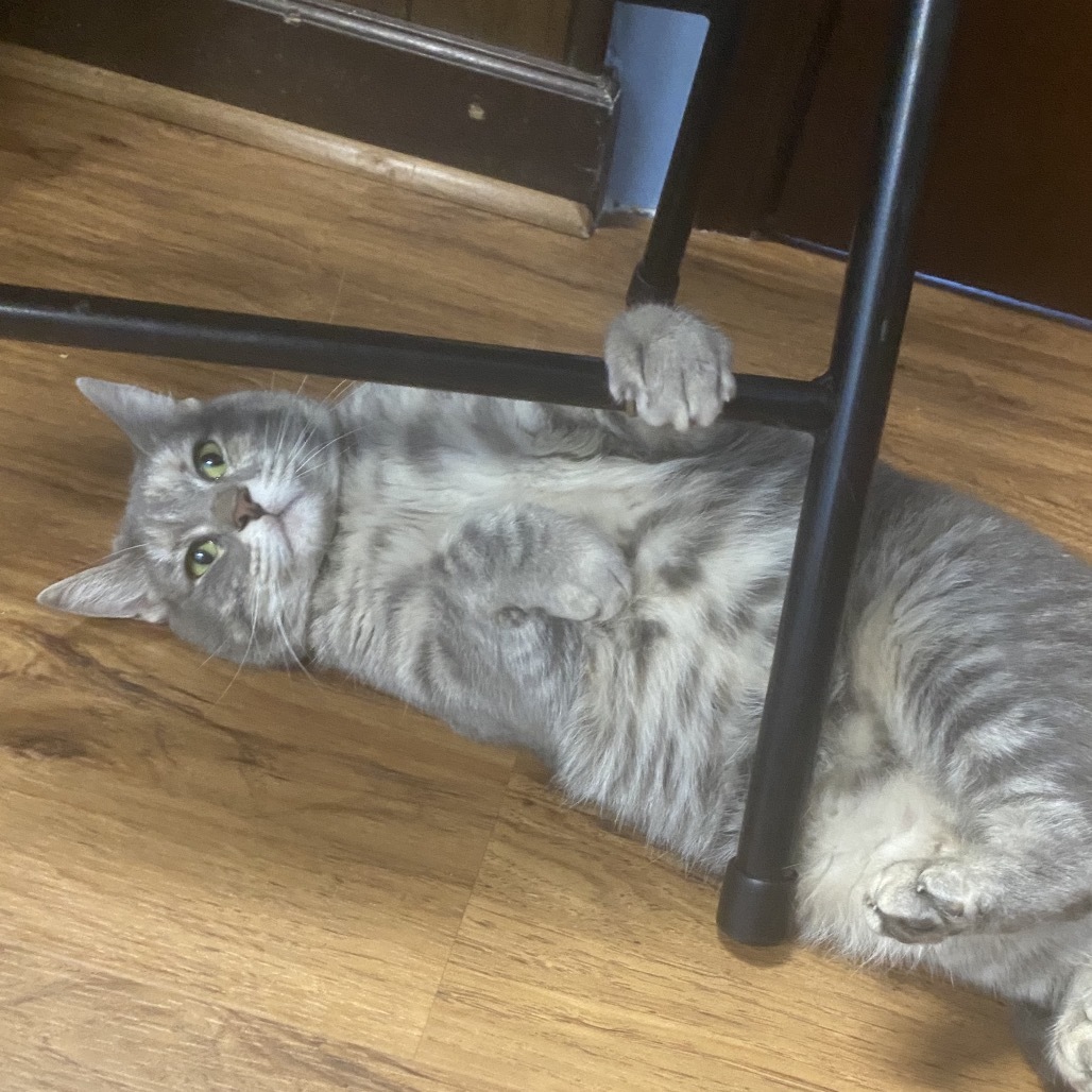 Gamora - SPECIAL NEEDS, an adoptable Domestic Short Hair in Union, MO, 63084 | Photo Image 4