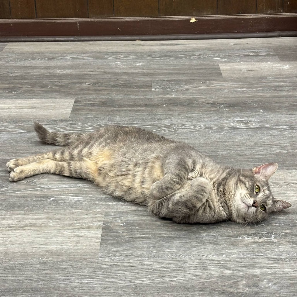 *Gamora - SPECIAL NEEDS *, an adoptable Domestic Short Hair in Union, MO, 63084 | Photo Image 6