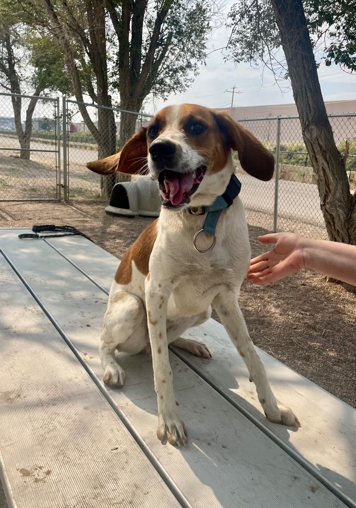 Jojo, an adoptable Mixed Breed in Rock Springs, WY, 82901 | Photo Image 1