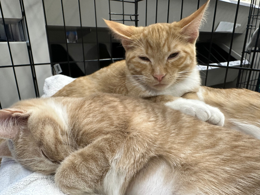 Rollie, an adoptable Domestic Short Hair in Calgary, AB, T3S 0C5 | Photo Image 1