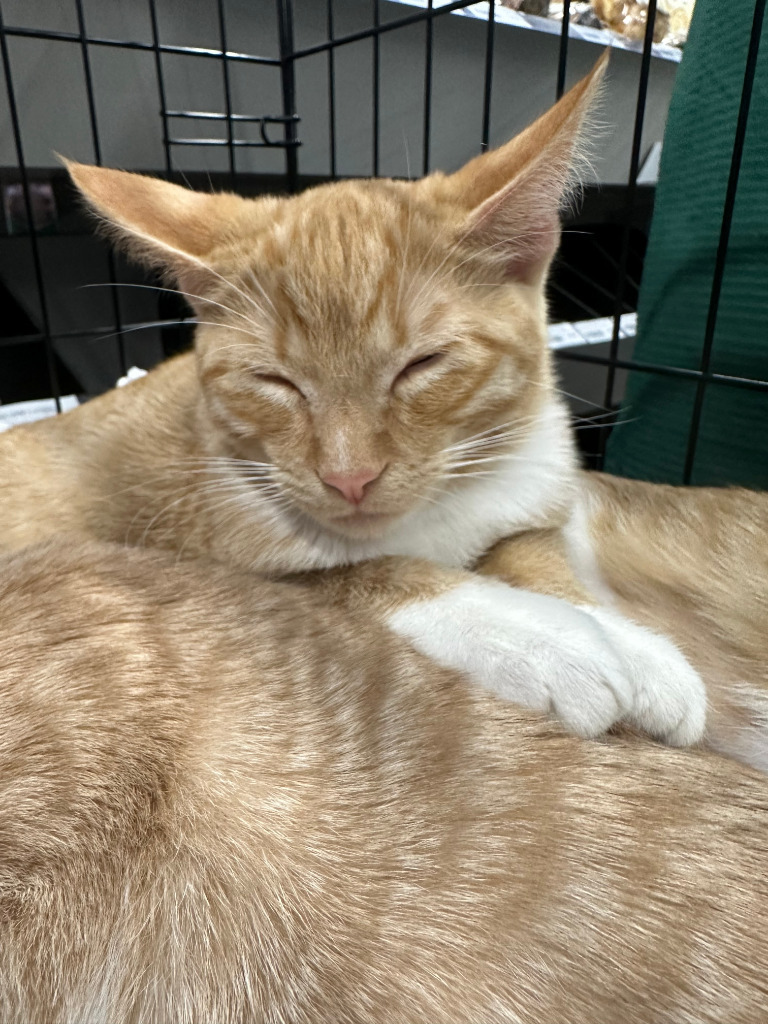 Rollie, an adoptable Domestic Short Hair in Calgary, AB, T3S 0C5 | Photo Image 2