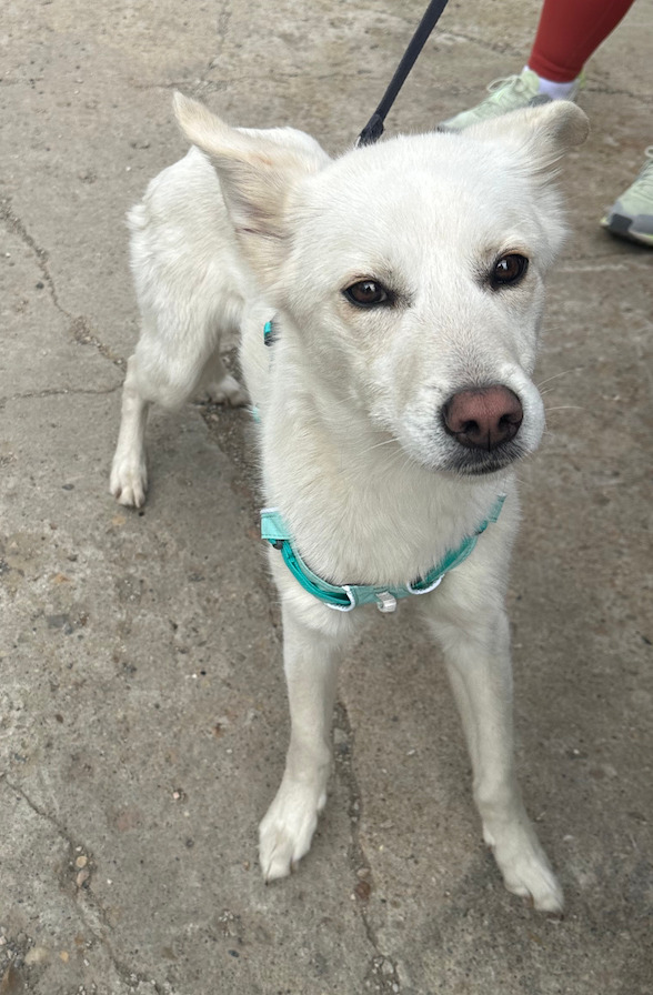 Sasha, an adoptable Australian Cattle Dog / Blue Heeler, Shepherd in Calgary, AB, T3S 0C5 | Photo Image 1