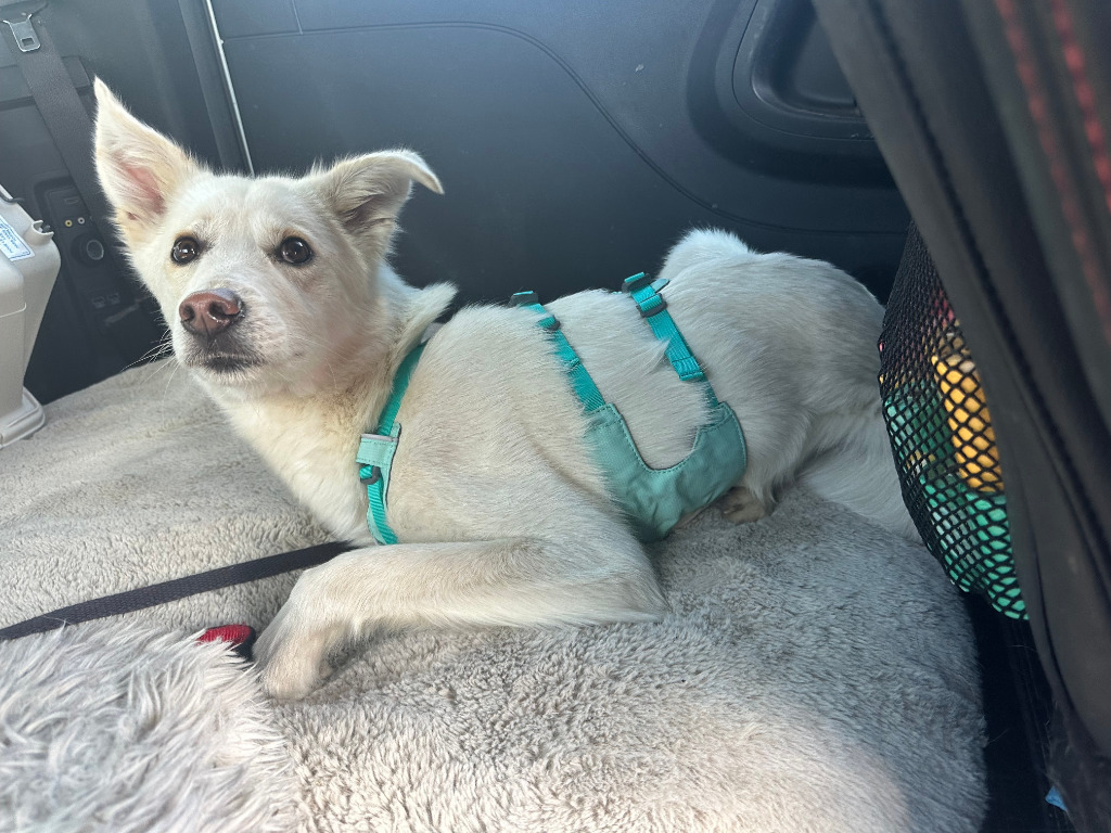 Sasha, an adoptable Australian Cattle Dog / Blue Heeler, Shepherd in Calgary, AB, T3S 0C5 | Photo Image 2