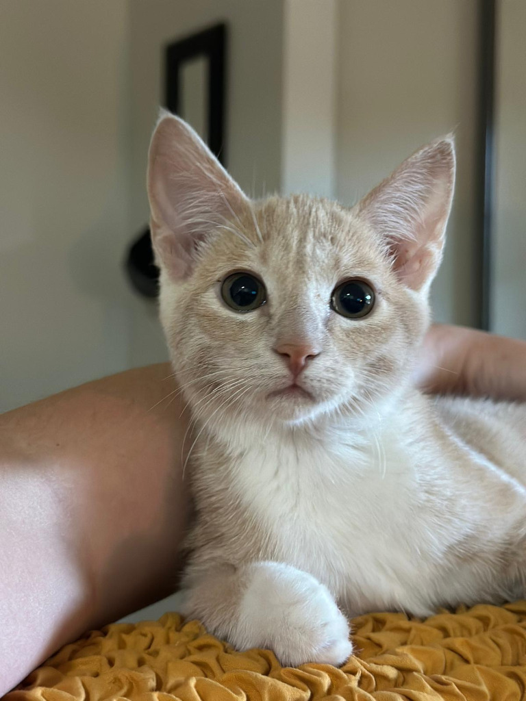 Firefly, an adoptable Domestic Short Hair in Calgary, AB, T3S 0C5 | Photo Image 1