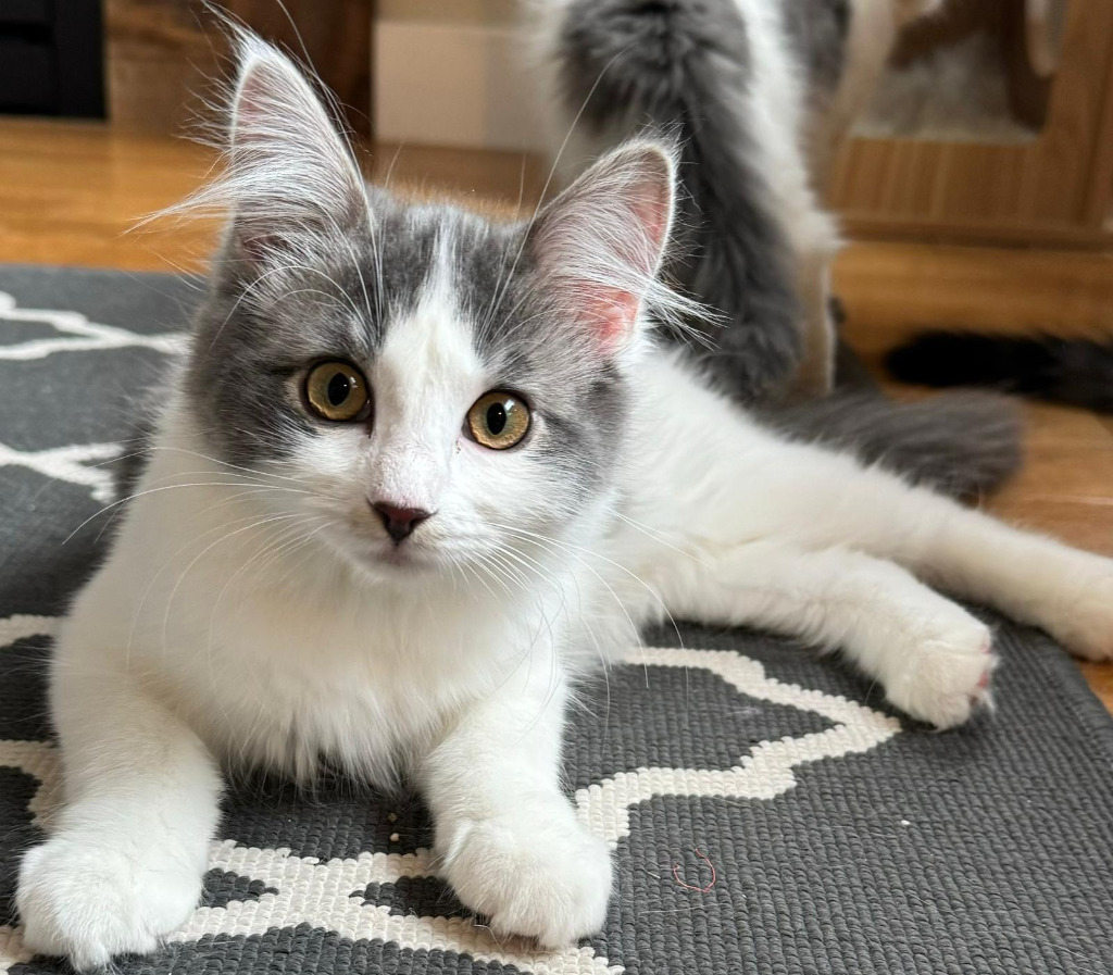 Roxi, an adoptable Domestic Long Hair in Calgary, AB, T3S 0C5 | Photo Image 1