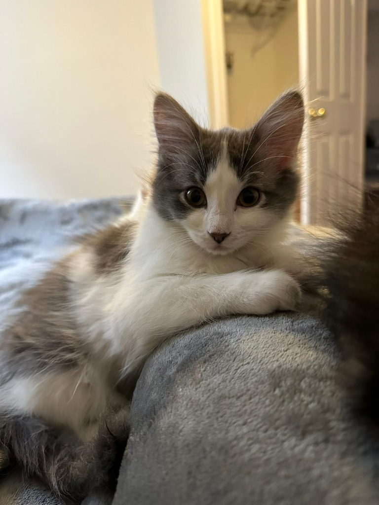 Roxi, an adoptable Domestic Long Hair in Calgary, AB, T3S 0C5 | Photo Image 2