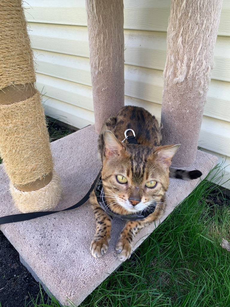 Chaky, an adoptable Bengal in Calgary, AB, T3S 0C5 | Photo Image 1