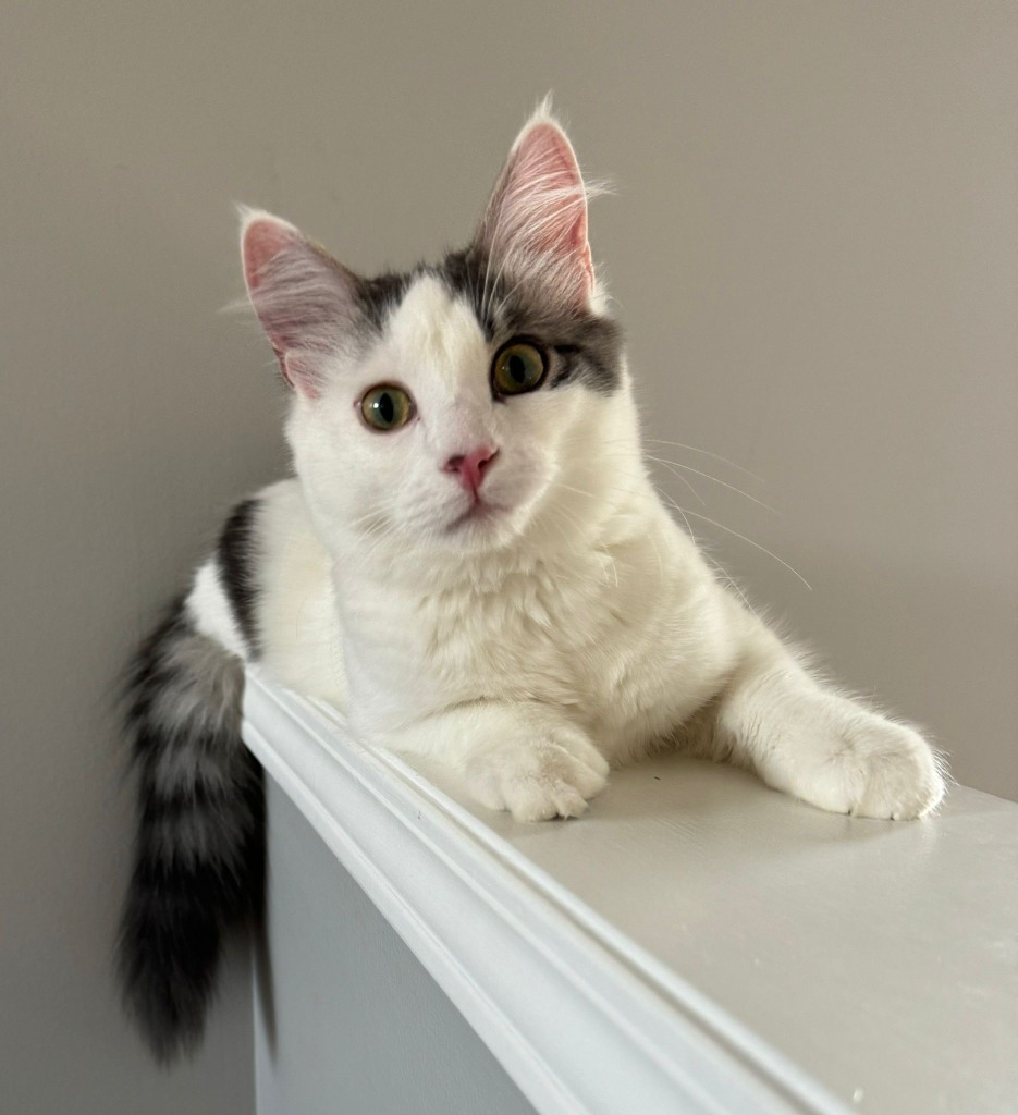 Chase, an adoptable Domestic Short Hair in Calgary, AB, T3S 0C5 | Photo Image 1