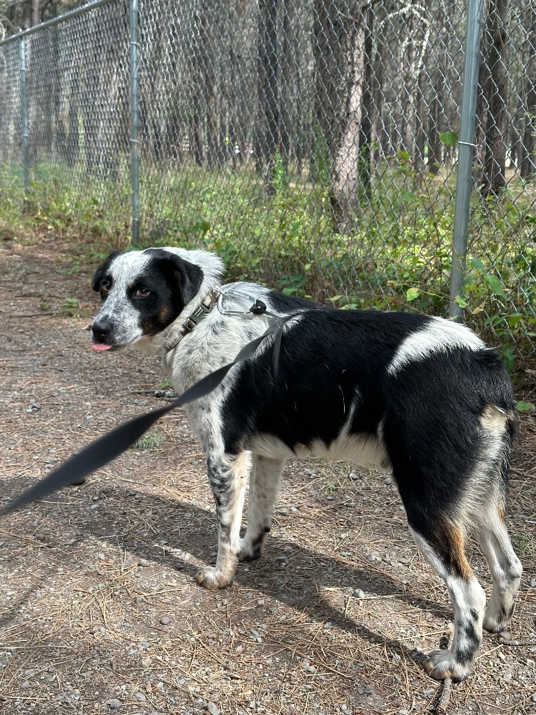 Willie, an adoptable Australian Cattle Dog / Blue Heeler, Border Collie in Thompson Falls, MT, 59873 | Photo Image 1