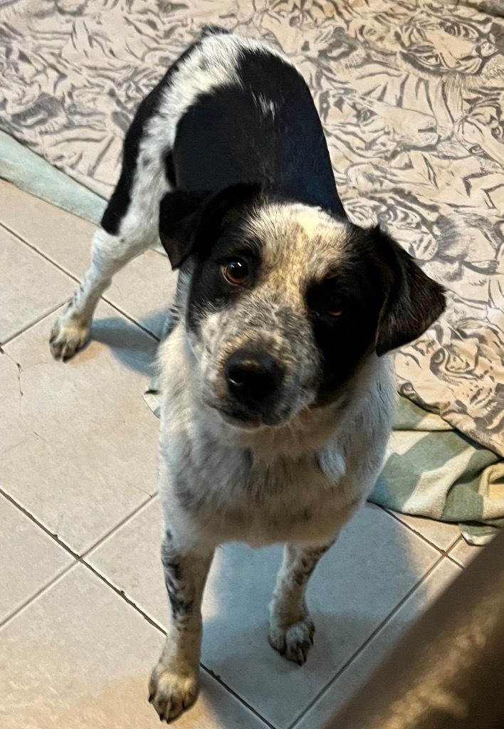 Willie, an adoptable Australian Cattle Dog / Blue Heeler, Border Collie in Thompson Falls, MT, 59873 | Photo Image 2