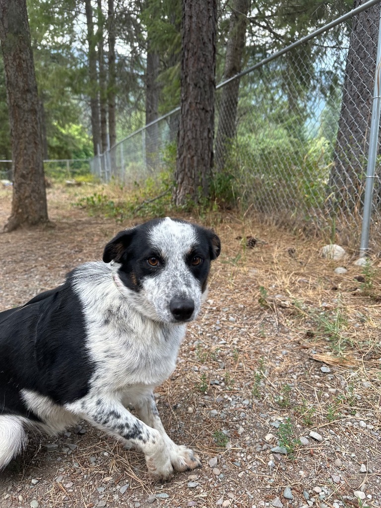 Willie, an adoptable Australian Cattle Dog / Blue Heeler, Border Collie in Thompson Falls, MT, 59873 | Photo Image 3