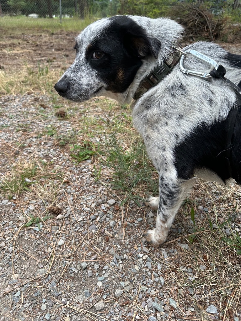 Willie, an adoptable Australian Cattle Dog / Blue Heeler, Border Collie in Thompson Falls, MT, 59873 | Photo Image 4