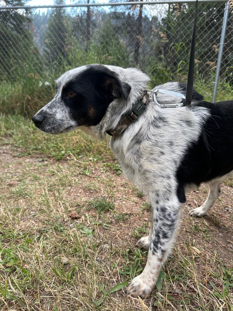 Willie, an adoptable Australian Cattle Dog / Blue Heeler, Border Collie in Thompson Falls, MT, 59873 | Photo Image 5