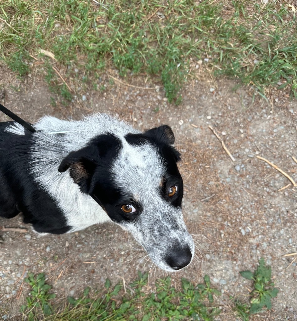 Willie, an adoptable Australian Cattle Dog / Blue Heeler, Border Collie in Thompson Falls, MT, 59873 | Photo Image 6