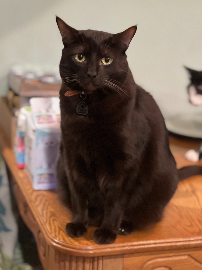 Ceilo, an adoptable Domestic Short Hair in Palmer, AK, 99645 | Photo Image 1