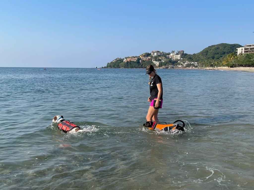 Summer, an adoptable Australian Cattle Dog / Blue Heeler, Black Labrador Retriever in San Juan de Abajo, NAY, 63732 | Photo Image 1