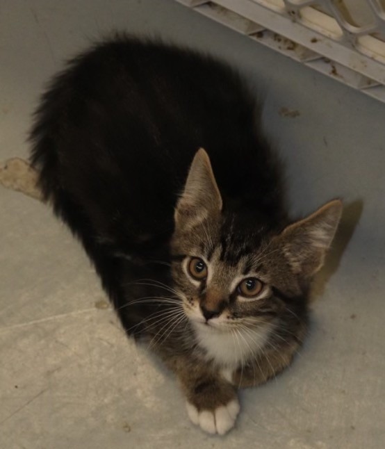 Emma- Teriyaki, an adoptable Domestic Short Hair in Crandon, WI, 54520 | Photo Image 1